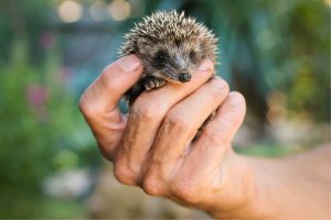 hedgehog
